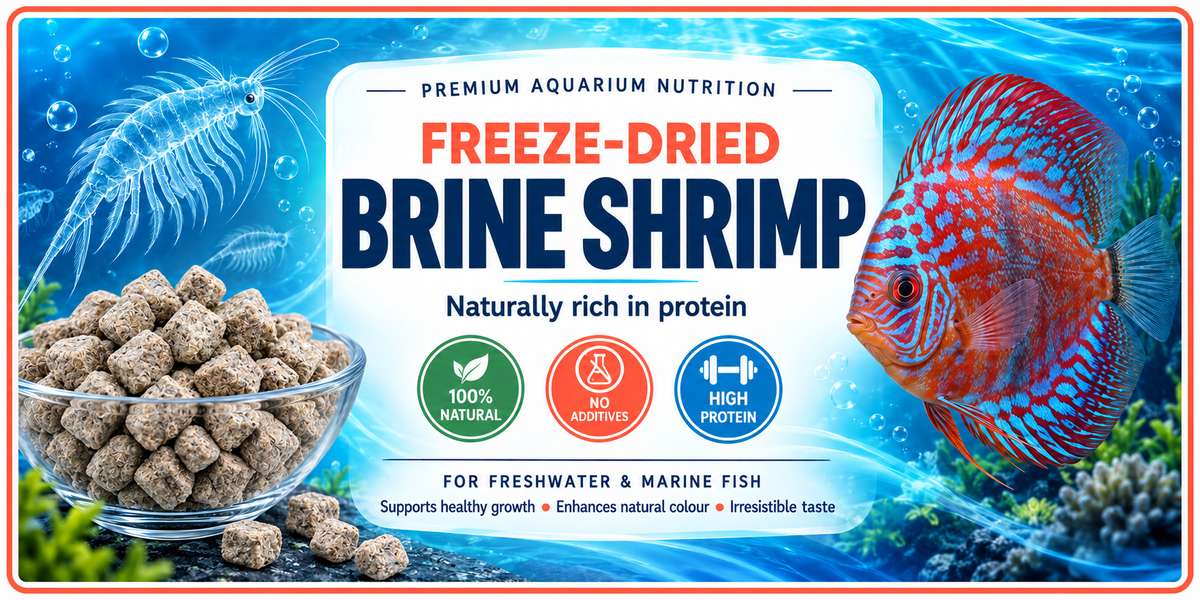 Brine Shrimp
