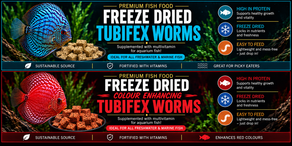 Tubifex