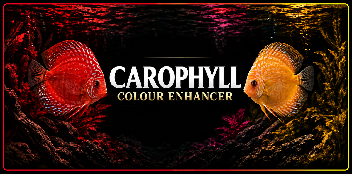 Carophyll