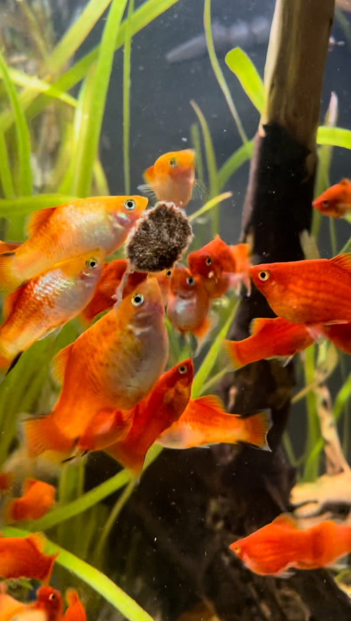 Premium Freeze Dried Tubifex Worm Cubes Red Colour Enhancing