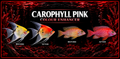 Carophyll Pink Colour Enhancer 50 grams