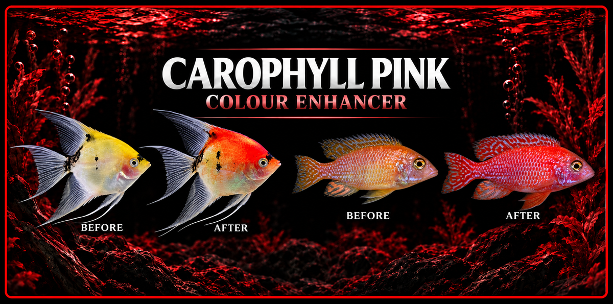 Carophyll Pink Colour Enhancer 50 grams