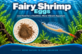 Fairy Shrimp Eggs 100+