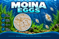 Moina Eggs 100+