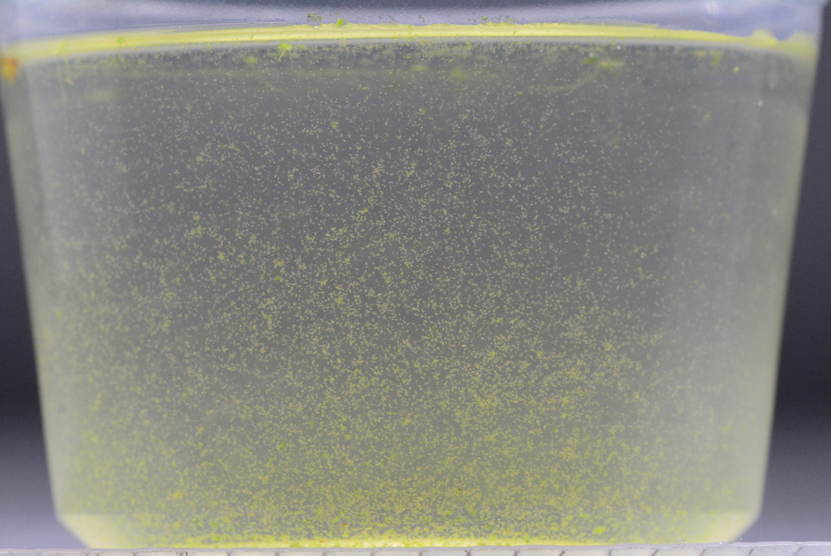 Rotifer Eggs