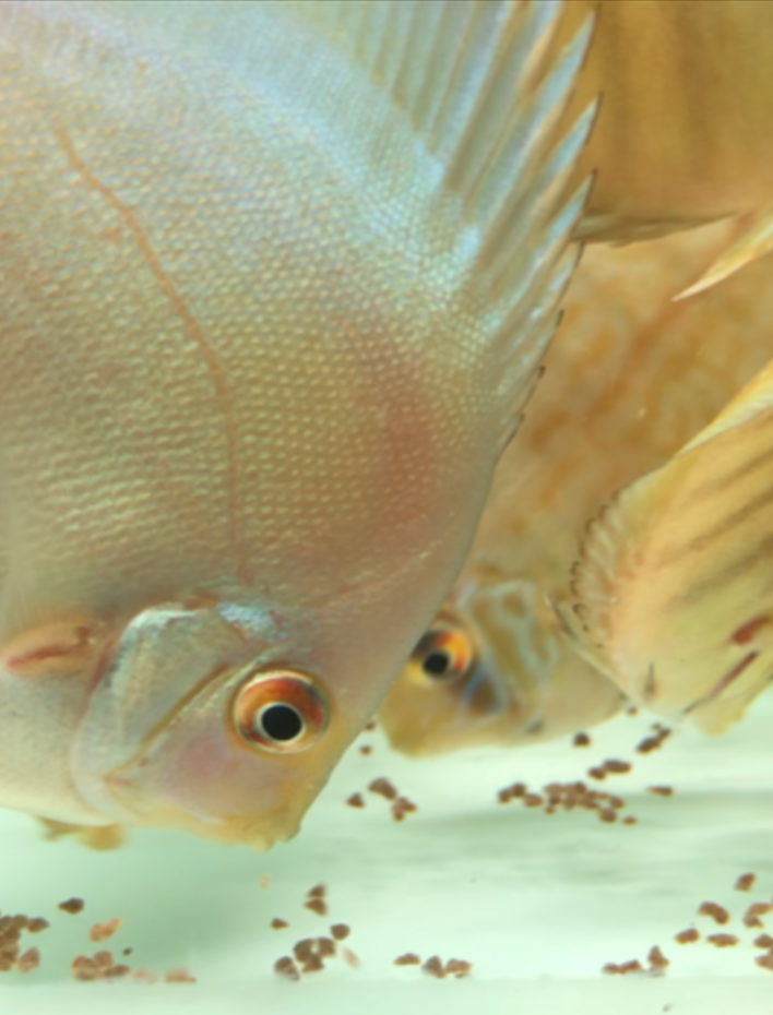 Vita Complete Fish Food - Colour Enhancing