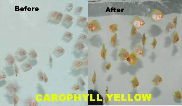 Carophyll Yellow Colour Enhancer 50 grams