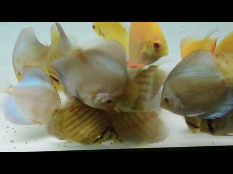 Vita Complete Fish Food - Colour Enhancing